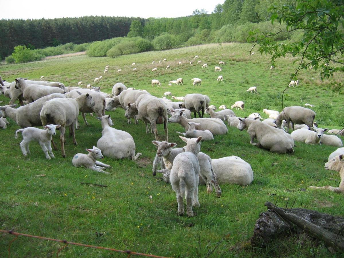 Kleine Auszeit - Natur Und Erholung In Mecklenburg Reimershagen Zewnętrze zdjęcie